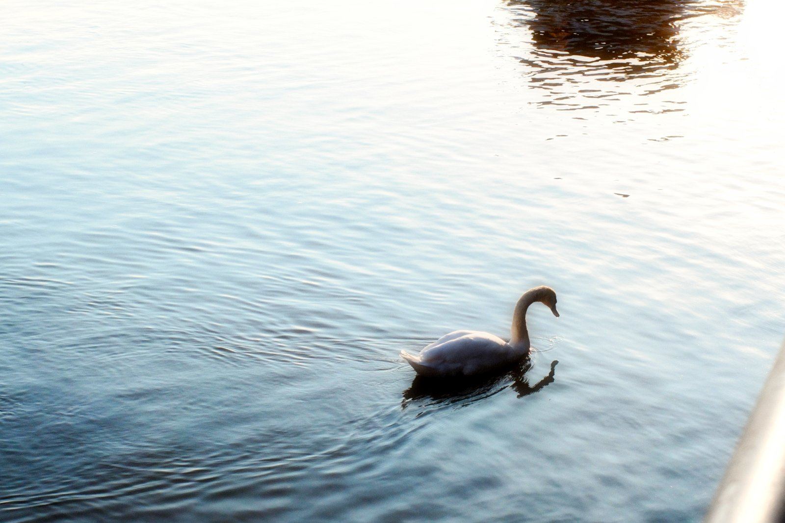 Schwan gleitet bei Sonnenuntergang über den Main